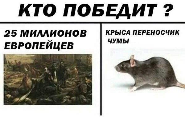 Уничтожение крыс в Барнауле, цены, стоимость, методы