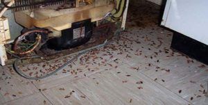 Поморить тараканов в квартире в Барнауле, цены