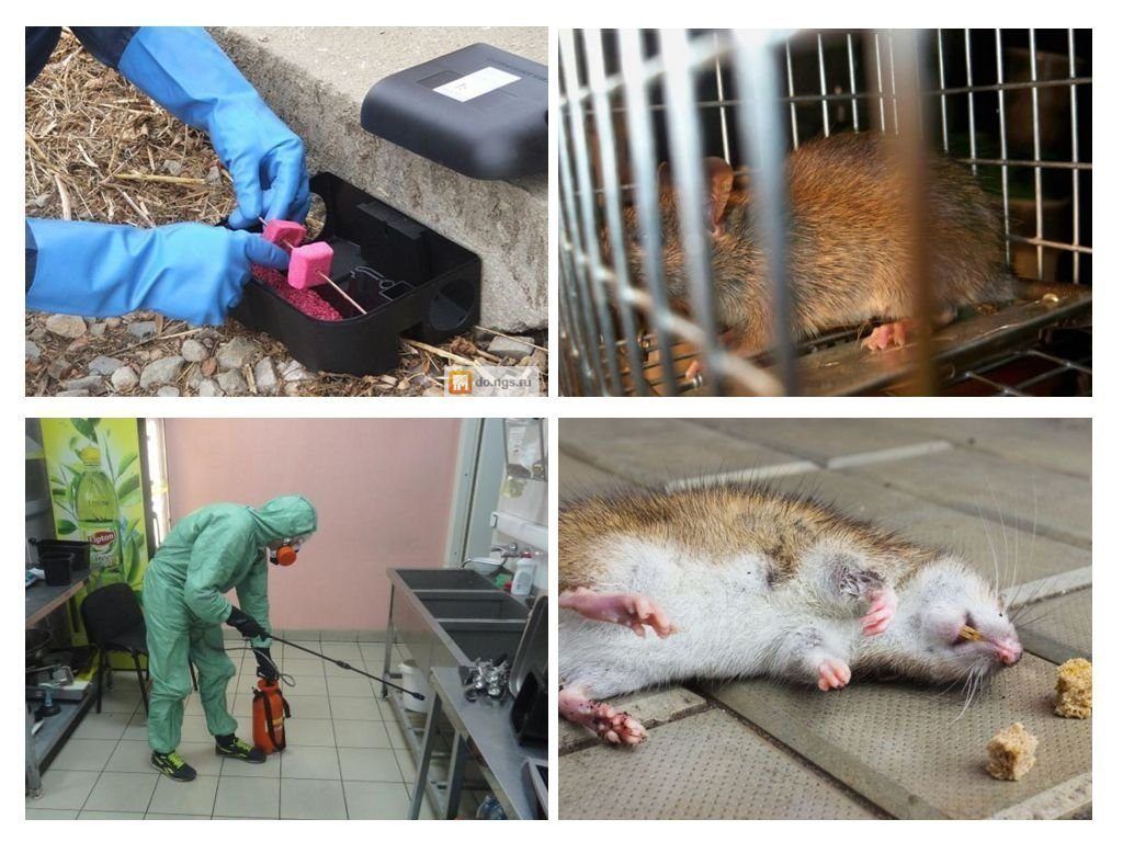 Дератизация от грызунов от крыс и мышей в Барнауле