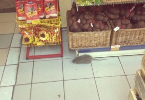 Дезинфекция от грызунов, крыс и мышей в Барнауле