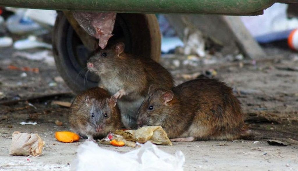 Травить грызунов крыс и мышей в Барнауле