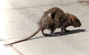 Фирма по уничтожению грызунов, крыс и мышей в Барнауле