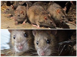 Травить грызунов крыс и мышей в Барнауле
