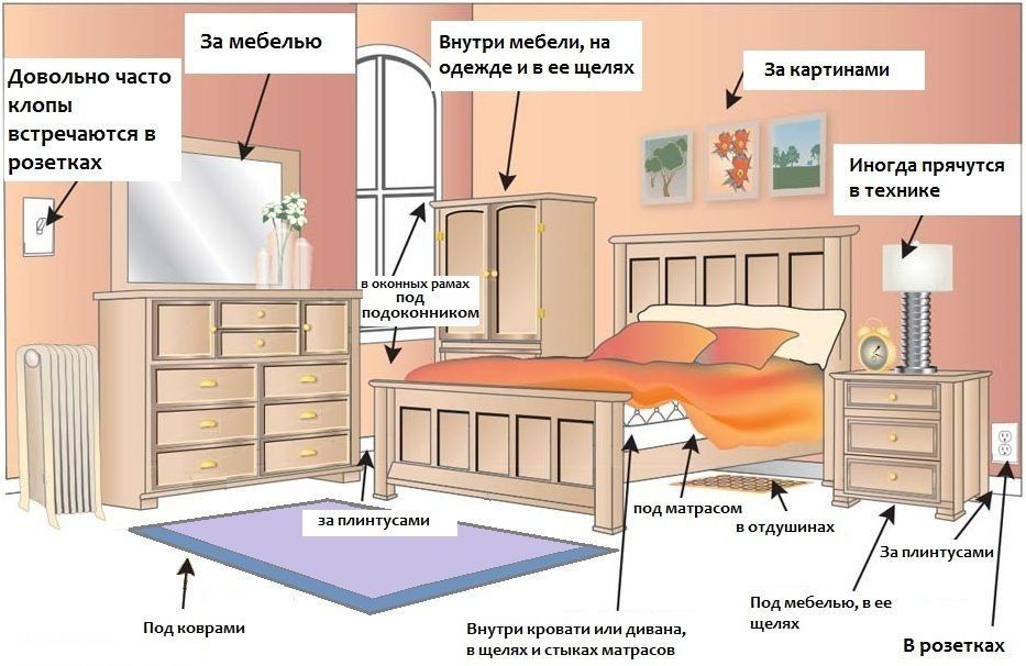 Обработка от клопов квартиры в Барнауле