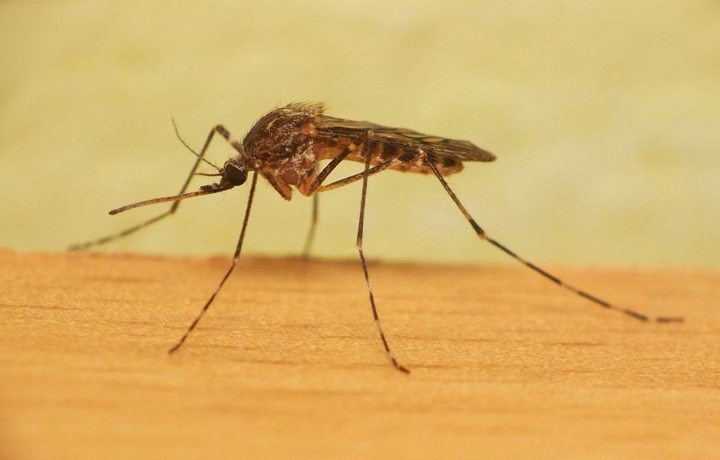 Уничтожение комаров в Барнауле