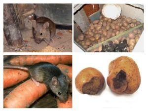 Служба по уничтожению грызунов, крыс и мышей в Барнауле