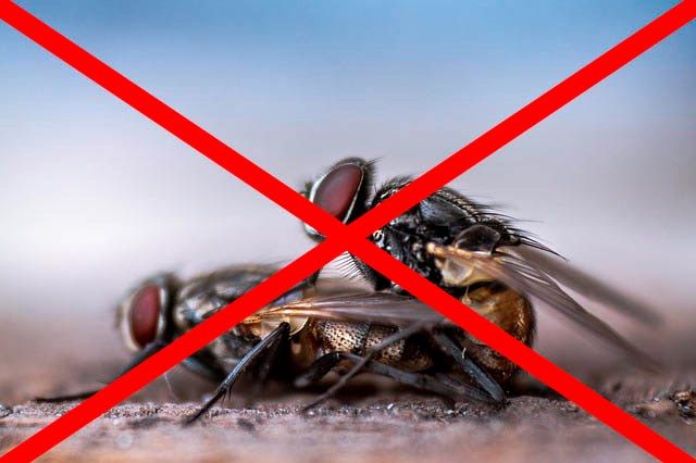 Профессиональное уничтожение мух в Барнауле с гарантией