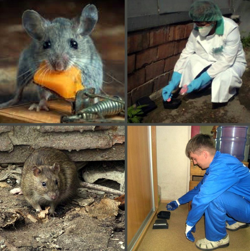 Дезинфекция от грызунов, крыс и мышей в Барнауле