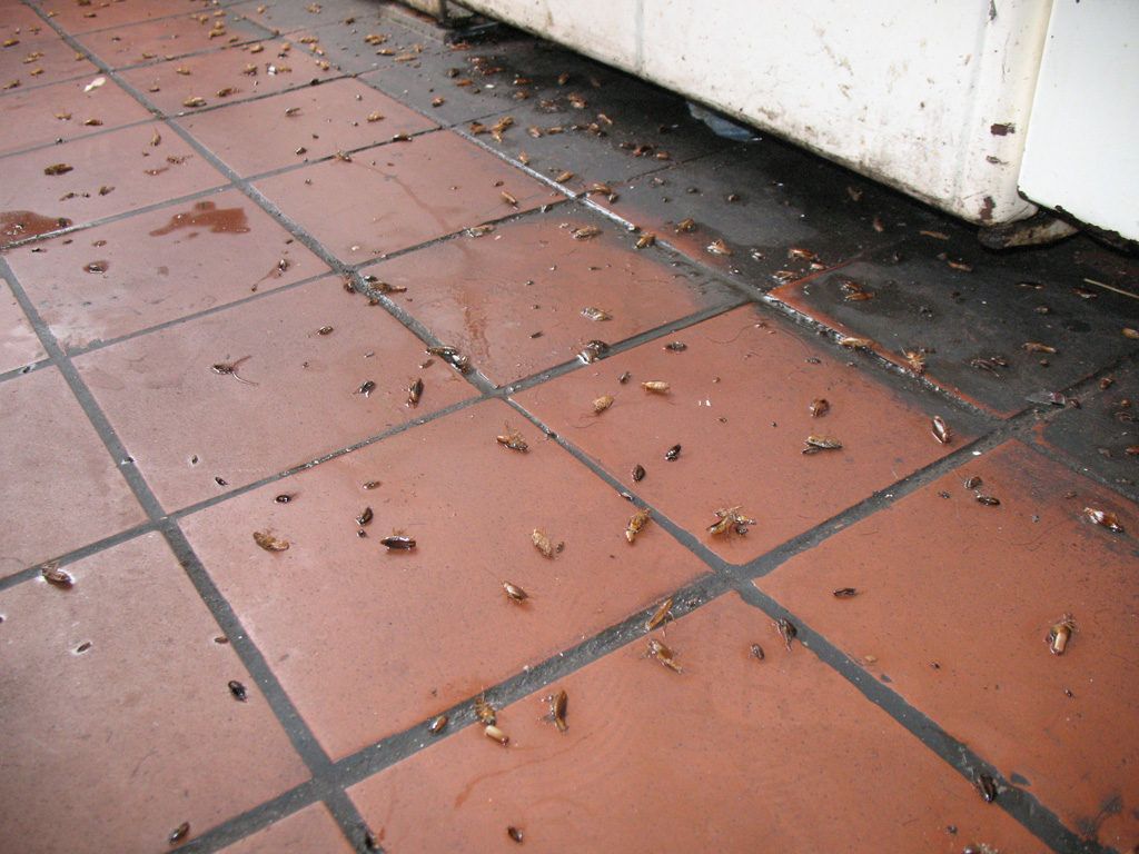 Уничтожение тараканов в квартире в Барнауле 