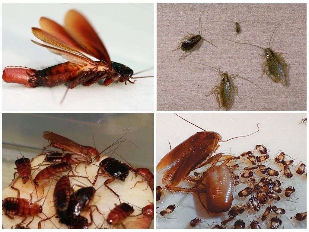 Уничтожение тараканов в квартире в Барнауле 
