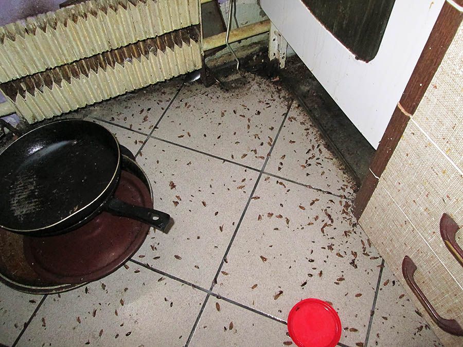 Санэпидемстанция от тараканов в Барнауле, вызвать, цены